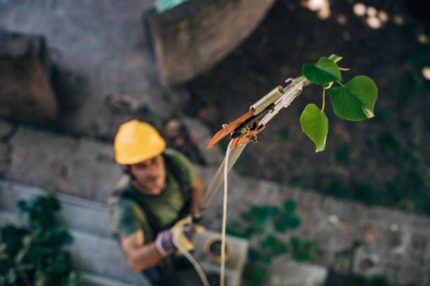 The Steps Involved in Our Tree Care Process in Lake Heritage, PA